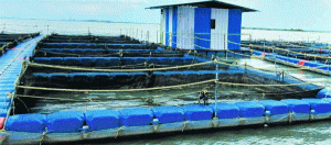 Cage fish culture project in Hirakud reservoir tastes success