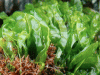Center Plans Seaweed Farm In Chilika