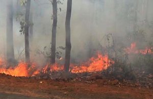 Similipal Fire Under Control