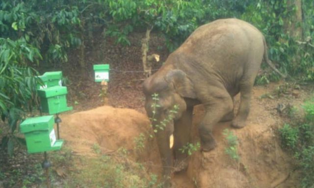 Elephant Photo