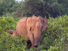 Chandka Forest