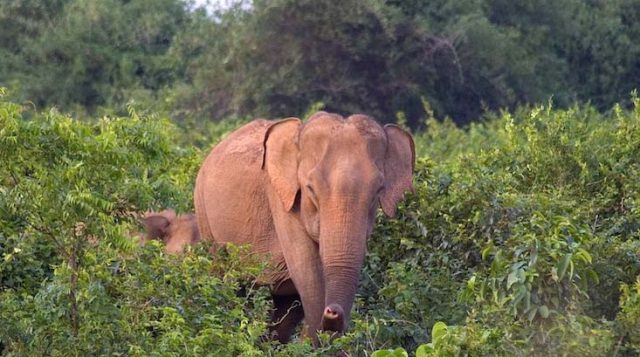 Chandka Forest