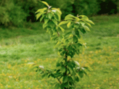 Plantation Drive In Schools