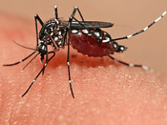 ବନ୍ଦ ପାର୍କ ଏବେ ଡେଙ୍ଗୁ ମଶା ପ୍ରଜନନ କେନ୍ଦ୍ର