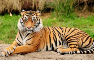 40 Cr For Tigers & Elephants