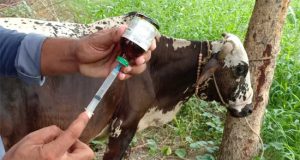 ରାଜ୍ୟରେ ପଶୁ ଚିକିତ୍ସକ ଅଭାବ