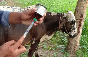 ରାଜ୍ୟରେ ପଶୁ ଚିକିତ୍ସକ ଅଭାବ