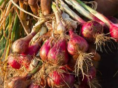 ଓଡିଶା ପିଆଜ କୁଆଡେ ଯାଉଛି ?