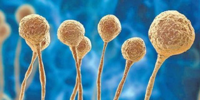 29 Died Due To Black Fungus