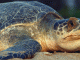 Odisha Expects More Turtles