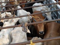 ରାଜ୍ୟରେ ବଢୁଛି ଗୋ ଚାଲାଣ