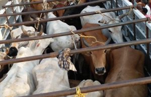 ଉଦ୍ଧାର ହେଲେଣି ୭ ହଜାର ଗୋରୁ