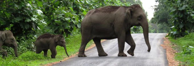 Census Reports 2103 Elephants