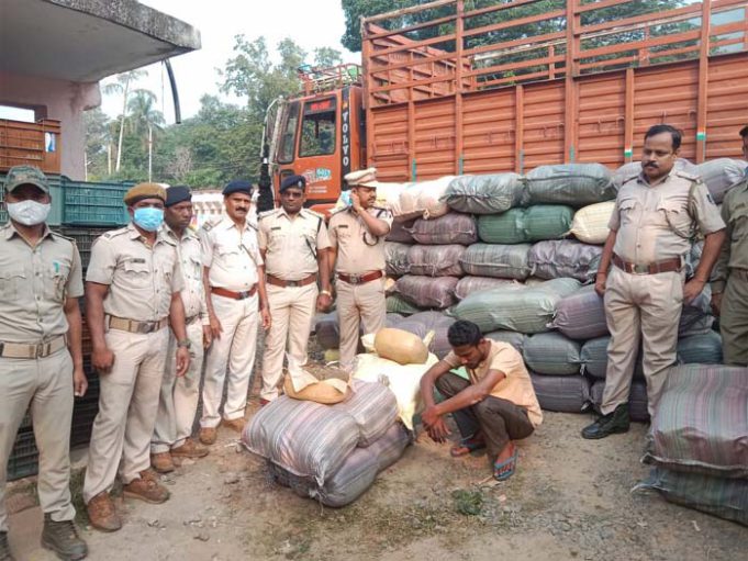 ଗଜପତିରେ ୯୫ଲକ୍ଷ ଟଙ୍କାର ଗଞ୍ଜେଇ ଜବତ