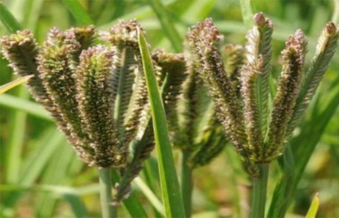 ମାଣ୍ଡିଆ ଚାଷ ପାଇଁ ଉପକୂଳରେ ଆଗ୍ରହ ନାହିଁ