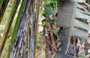 ନଡିଆ, କଦଳୀ ଗଛକୁ କୀଟ ଆକ୍ରମଣ