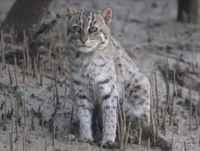 Fishing Cat in Bhitarkanika!