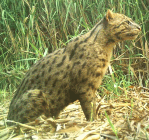 More Fishing Cats In Chilka