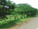 3.65 Cr Seedlings Planted