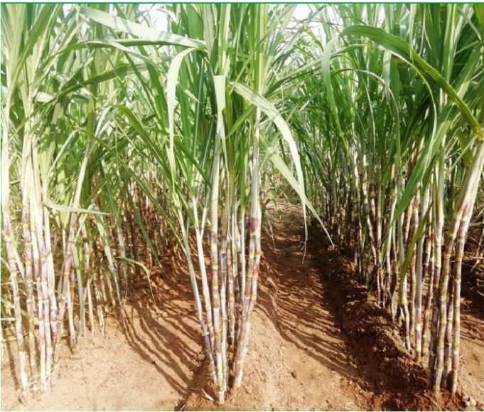 ଆଖୁ ଚାଷ ପାଇଁ ଆଗ୍ରହ କମୁଛି