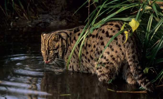 More Fishing Cats In Chilka