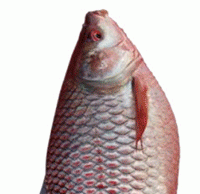 603 CR For Fishery