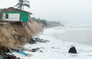 କମୁଛି ବଢୁଛି ଓଡିଶା ଉପକୂଳ