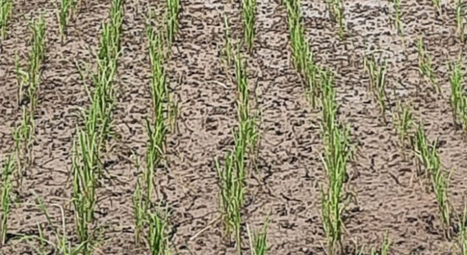 ବନ୍ୟା ପରେ ଡେଲାଙ୍ଗରେ ମରୁଡି