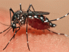 Alert On Dengue Care