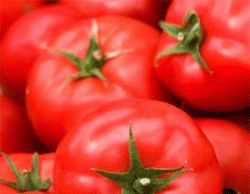 Center Sells Tomato