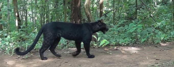 Black Leopard In Odisha