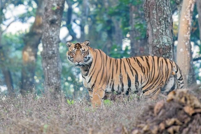 Tigers Fight For Territory