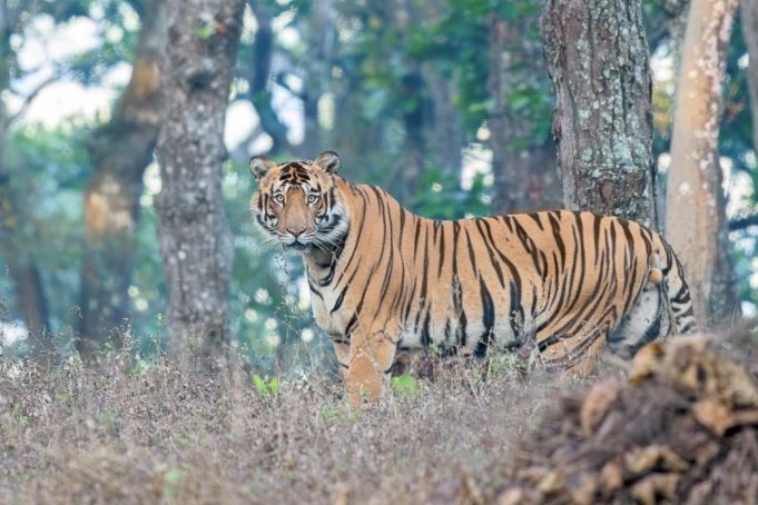 Tigers Fight For Territory