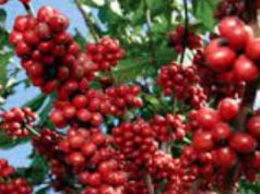 Rs.1144 CR For Coffee Plan