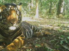 ଶୀତଳଭଣ୍ଡାରରେ କଳାବାଘ ସଫାରି