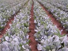 ୨ଲକ୍ଷ ହେକ୍ଟରରେ ଜୈବିକ ଚାଷ