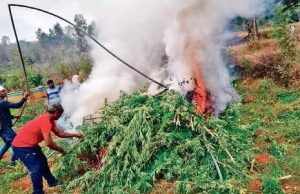 ଗଞ୍ଜେଇ ଚାଷ କମୁଛି