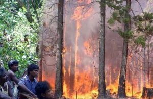 Awarenss On Forest Fire