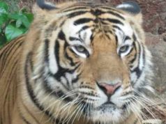 Nandankanan Mourns ‘Sara’