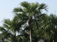 Palm Tree Fall Restricted