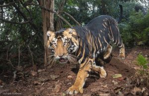 ବର୍ଷ ଶେଷସୁଦ୍ଧା କଳା ବାଘ ସଫାରୀ