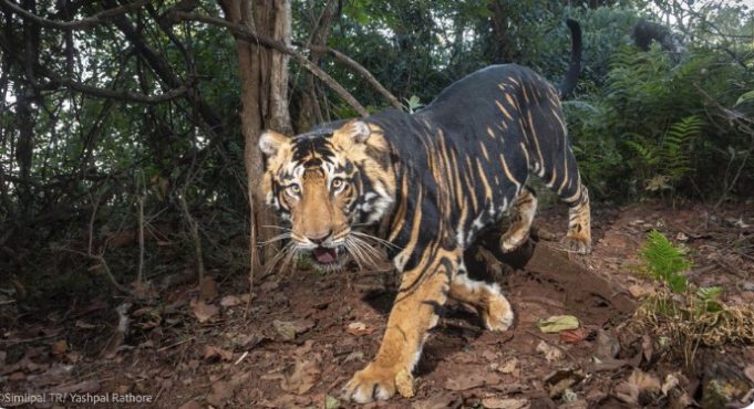 ବର୍ଷ ଶେଷସୁଦ୍ଧା କଳା ବାଘ ସଫାରୀ