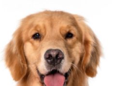 Pet Crematorium In Cities Soon