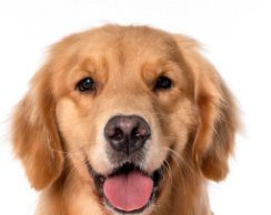 Pet Crematorium In Cities Soon