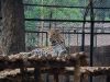 Wild Leopard In SMP Zoo