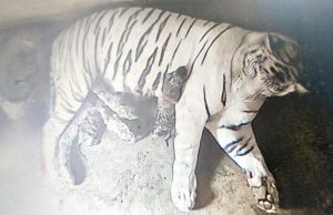 Nandankanan Welcomes Cute Cubs