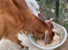 ଗୋଖାଦ୍ୟ ପାଇଁ ବି ନିର୍ଭରଶୀଳ