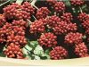 India Coffee Going Global