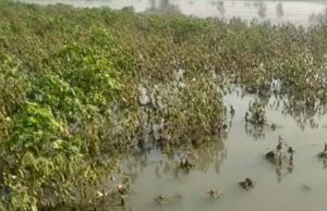 କାଳବୈଶାଖୀ ଉଜାଡିଦେଲା ଫସଲ