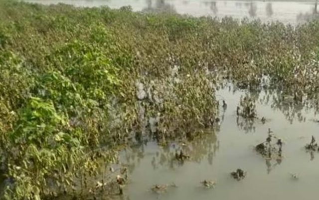 କାଳବୈଶାଖୀ ଉଜାଡିଦେଲା ଫସଲ